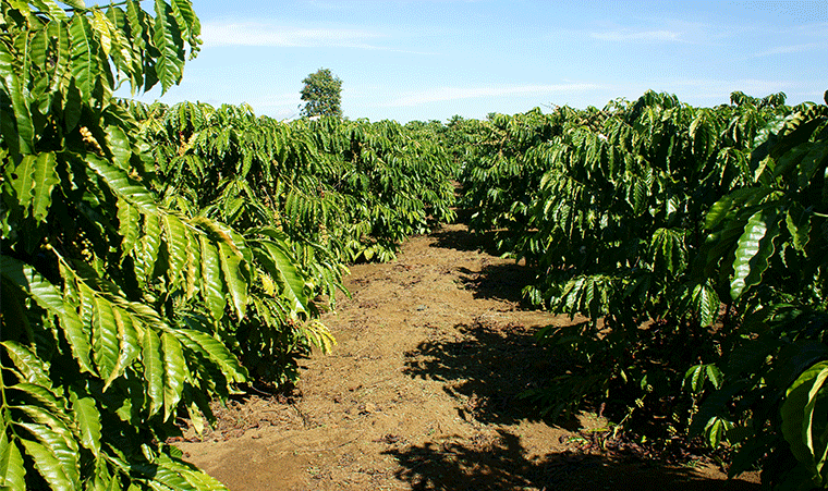 Le Robusta d'Afrique est l'un des meilleurs au monde