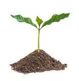 Marc de café, activateur de compost