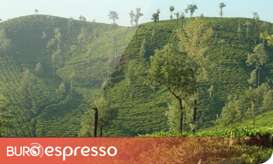 Jardin Darjeeling